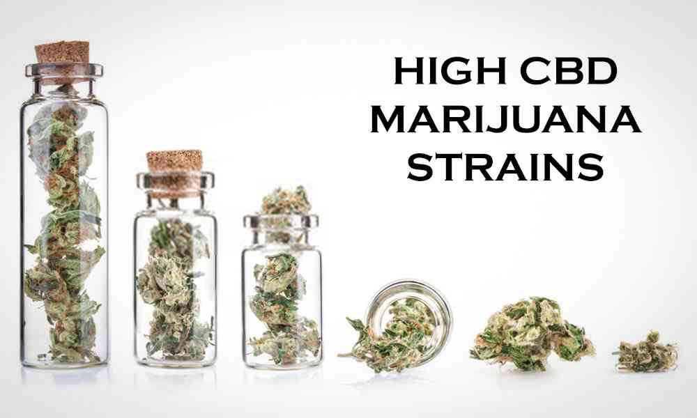 High CBD Marijuana Strains