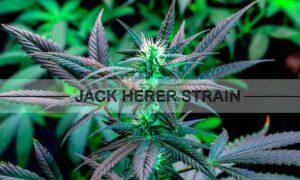 Jack Herer Strain
