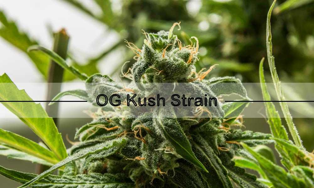 OG Kush Strain