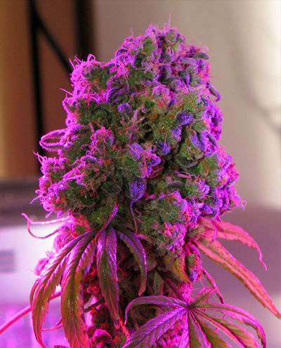 Purple Kush Marijuana