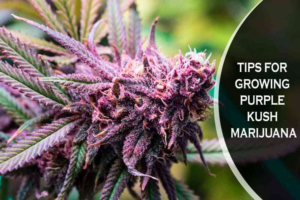 TIPS FOR GROWING PURPLE KUSH MARIJUANA