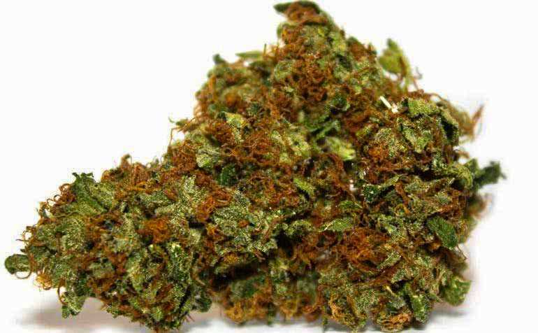 Growing OG Kush Cannabis