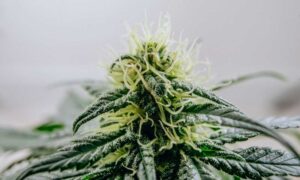 Tips for Growing Jack Herer Marijuana Strain