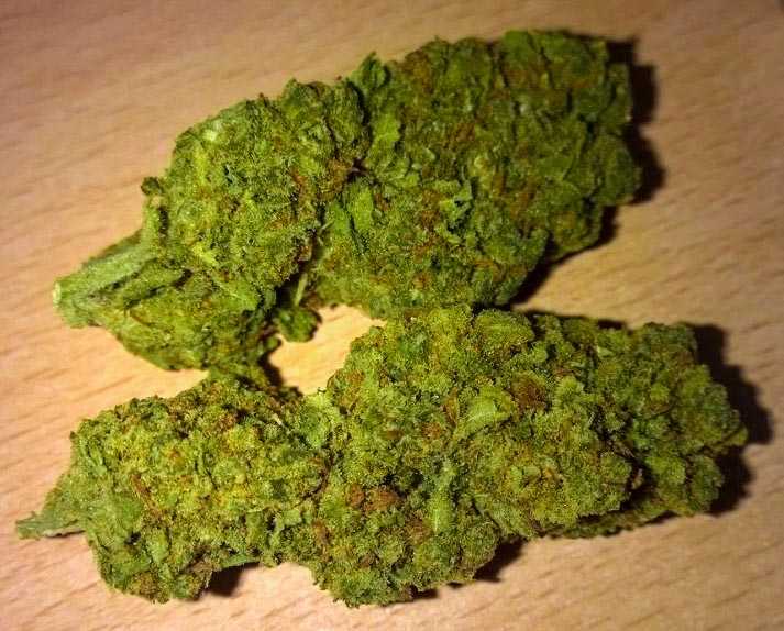 Jack Herer Marijuana Strain