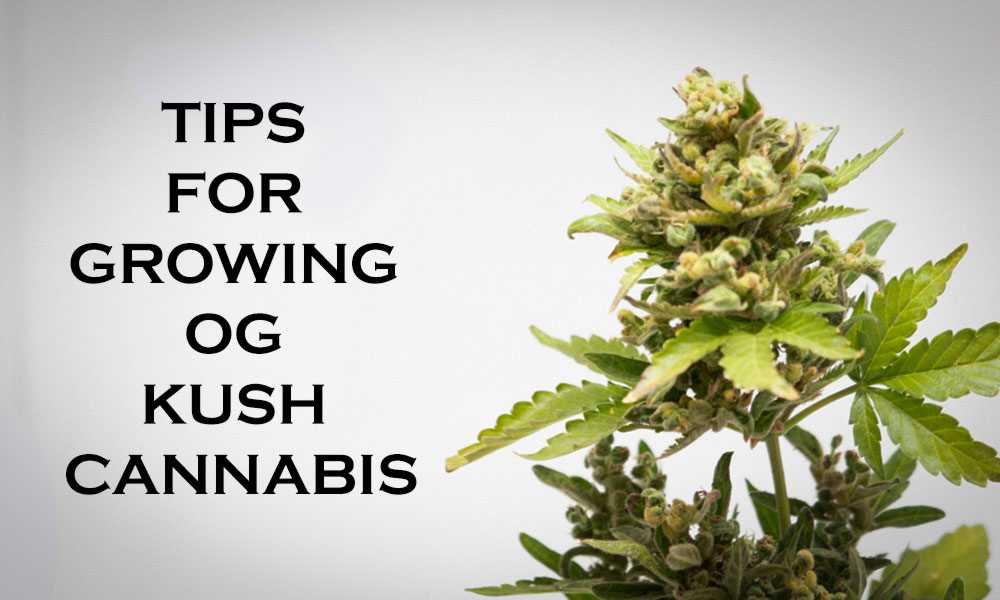 Tips for Growing OG Kush Cannabis