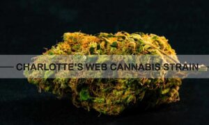 Charlotte’s Web Cannabis Strain