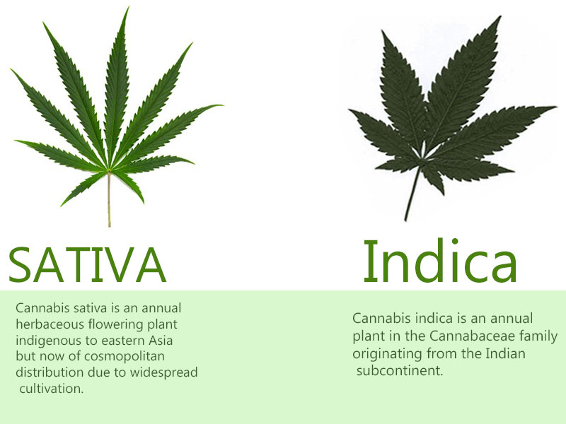 Sativa vs Indica: Leaf shape