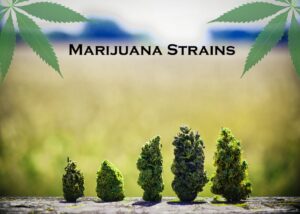Marijuana Strains