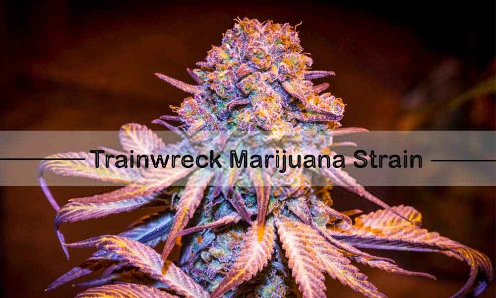 Trainwreck Marijuana