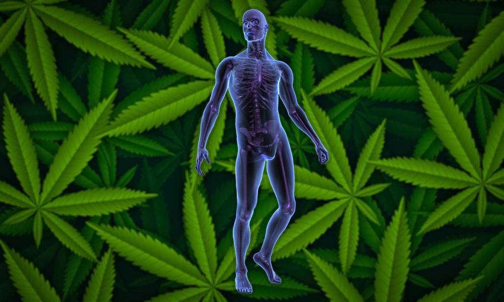 How CBD Interacts With Our Body