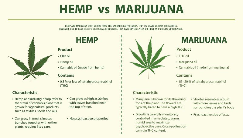 Hemp vs marijuana