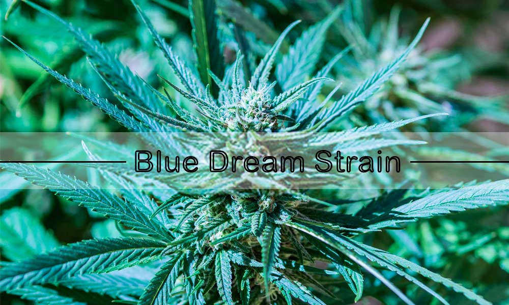 Blue Dream Strain