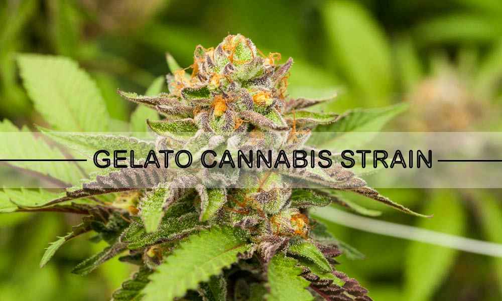 Gelato Cannabis Strain