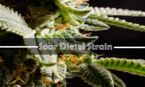 Sour Diesel Strain