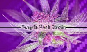 Purple Kush Strain