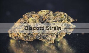 Biscotti Strain