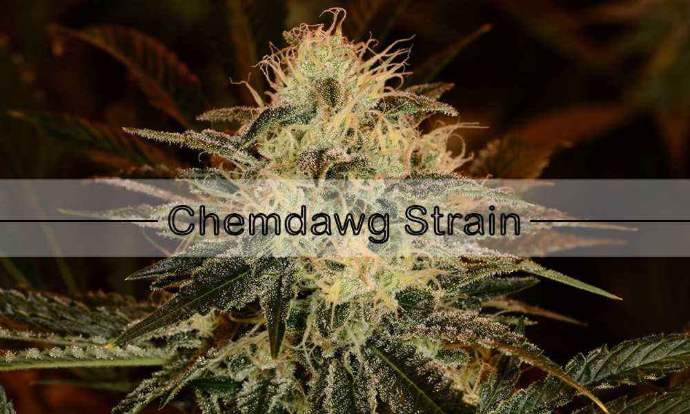 Chemdawg Strain