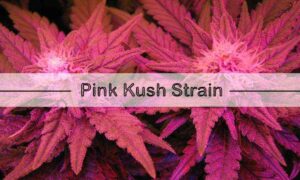 Pink Kush Strain Review